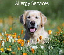 Allergy Services
